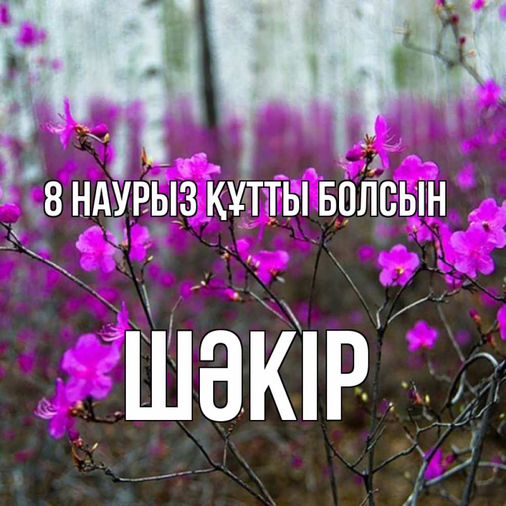 Күн сайын ашық хат с именем, ШӘКІР 8 наурыз құтты болсын дикие цветы Онлайн тегін жүктеп алу тілектері бар керемет карта 
