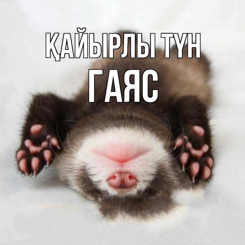 Күн сайын ашық хат с именем, Гаяс Қайырлы түн зверек Онлайн тегін жүктеп алу тілектері бар керемет карта 