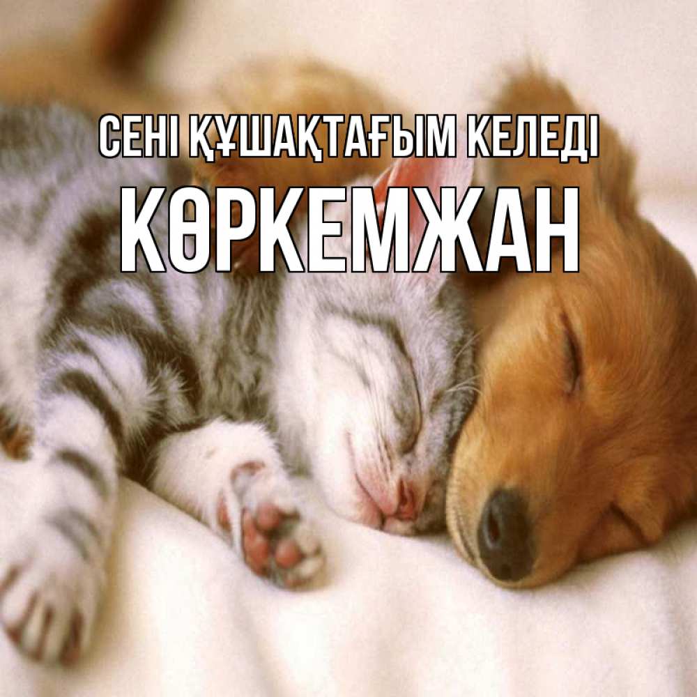 Күн сайын ашық хат с именем, Көркемжан сені құшақтағым келеді пес и котенок Онлайн тегін жүктеп алу тілектері бар керемет карта 