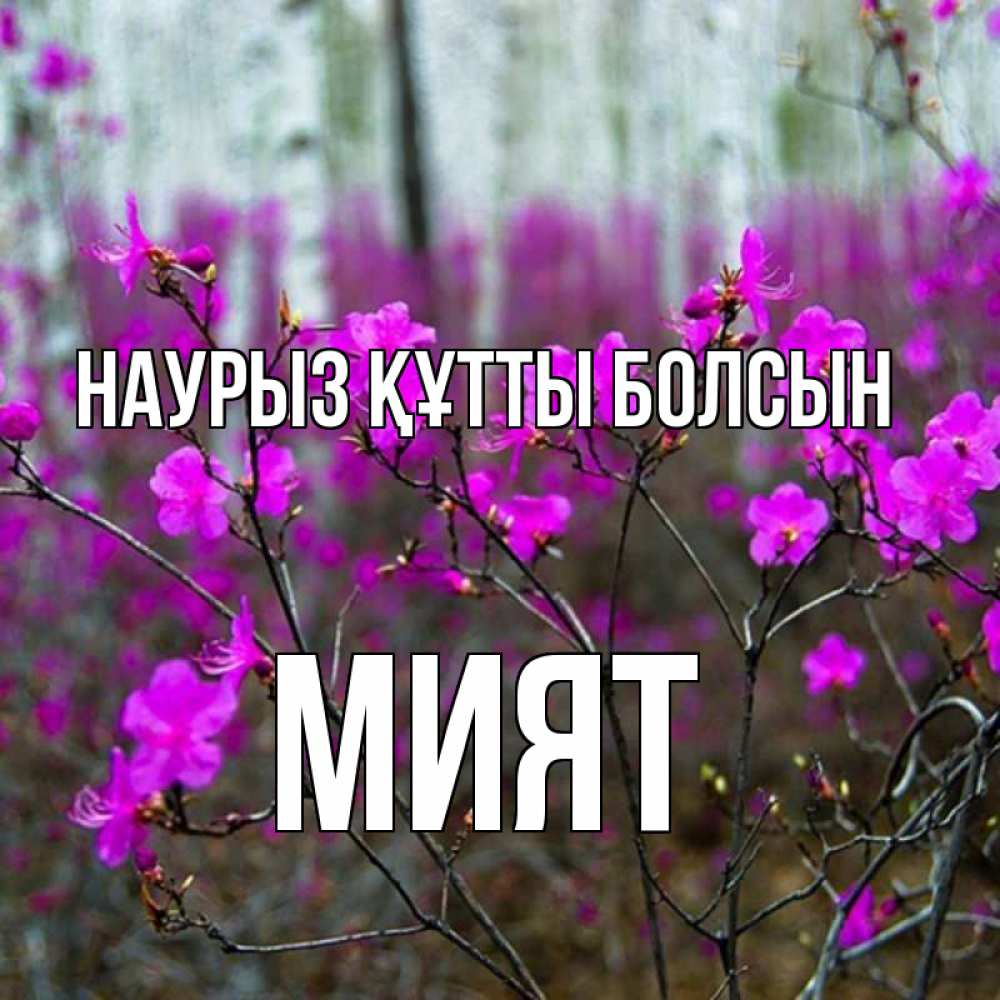 Күн сайын ашық хат с именем, МИЯТ Наурыз құтты болсын дикие цветы Онлайн тегін жүктеп алу тілектері бар керемет карта 