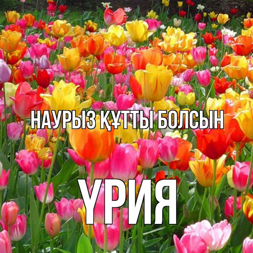 Күн сайын ашық хат с именем, ҮРИЯ Наурыз құтты болсын на наурыз  ура ура Онлайн тегін жүктеп алу тілектері бар керемет карта 