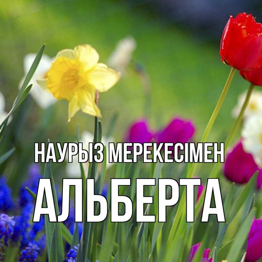 Күн сайын ашық хат с именем, Альберта Наурыз мерекесімен праздник весны наурыз 3 Онлайн тегін жүктеп алу тілектері бар керемет карта 