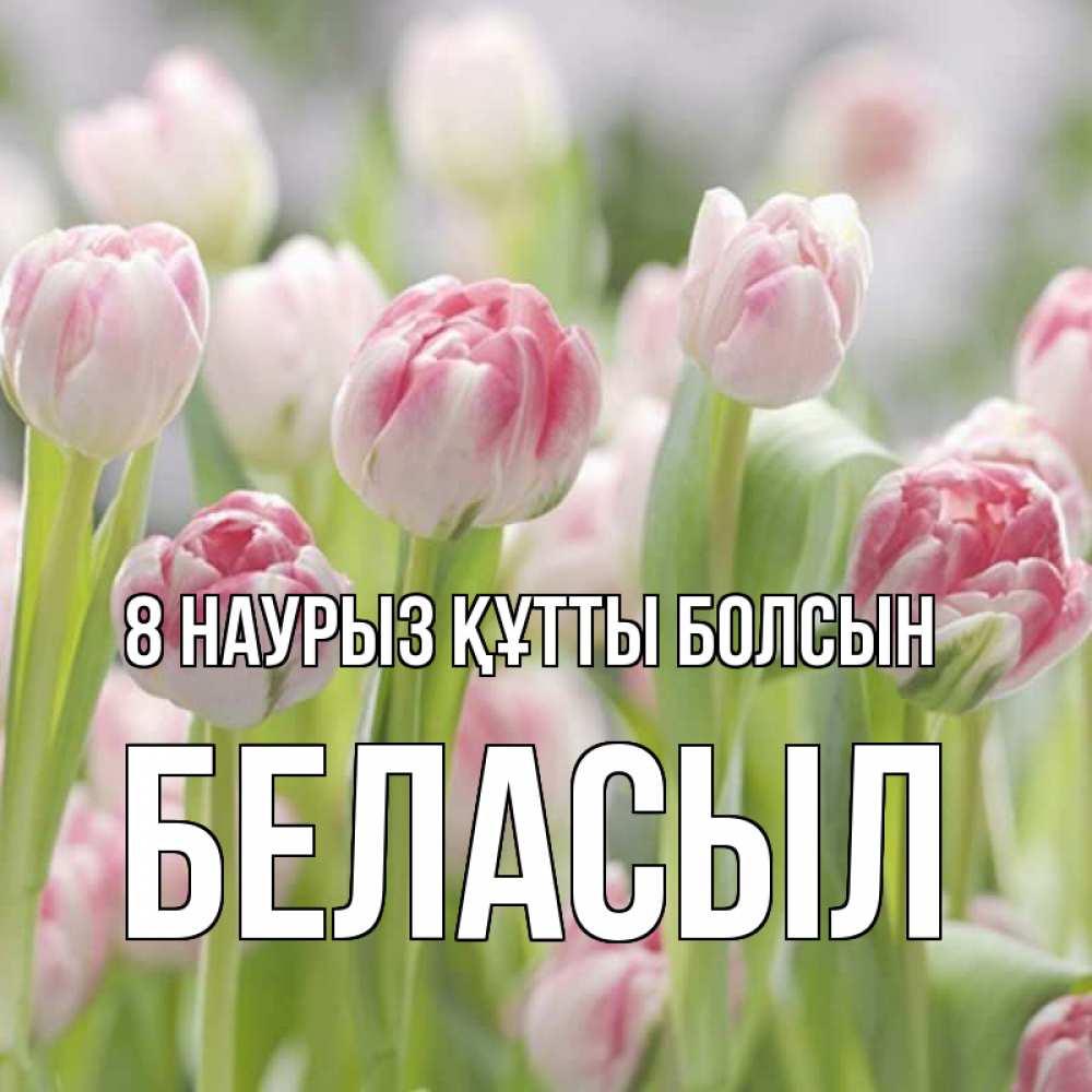 Күн сайын ашық хат с именем, Беласыл 8 наурыз құтты болсын цветы Онлайн тегін жүктеп алу тілектері бар керемет карта 
