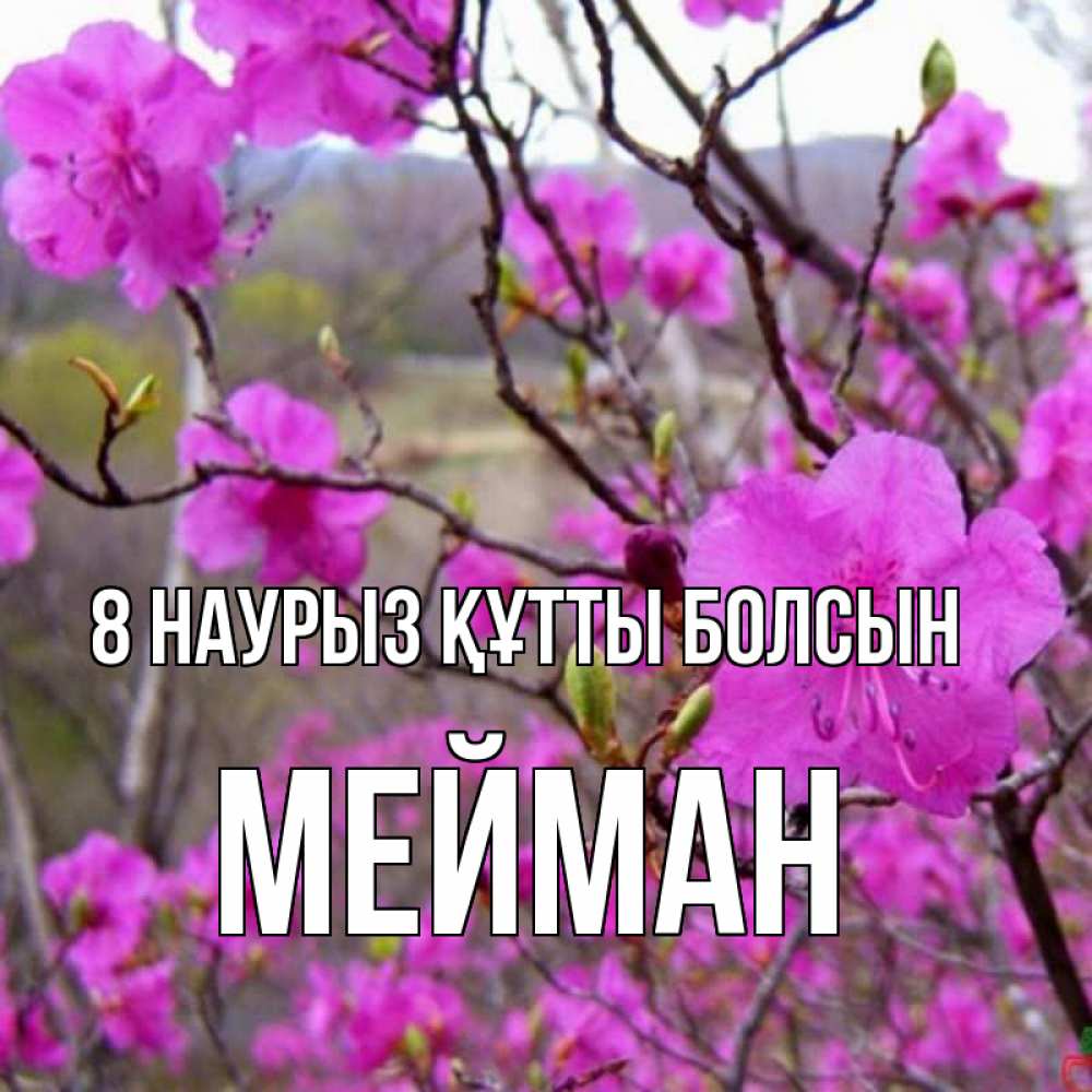 Күн сайын ашық хат с именем, МЕЙМАН 8 наурыз құтты болсын международный женский день Онлайн тегін жүктеп алу тілектері бар керемет карта 