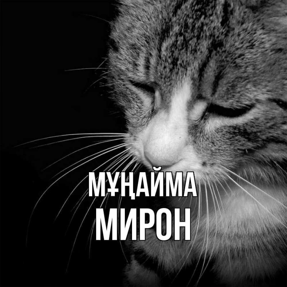 Күн сайын ашық хат с именем, МИРОН Мұңайма грустный котик Онлайн тегін жүктеп алу тілектері бар керемет карта 