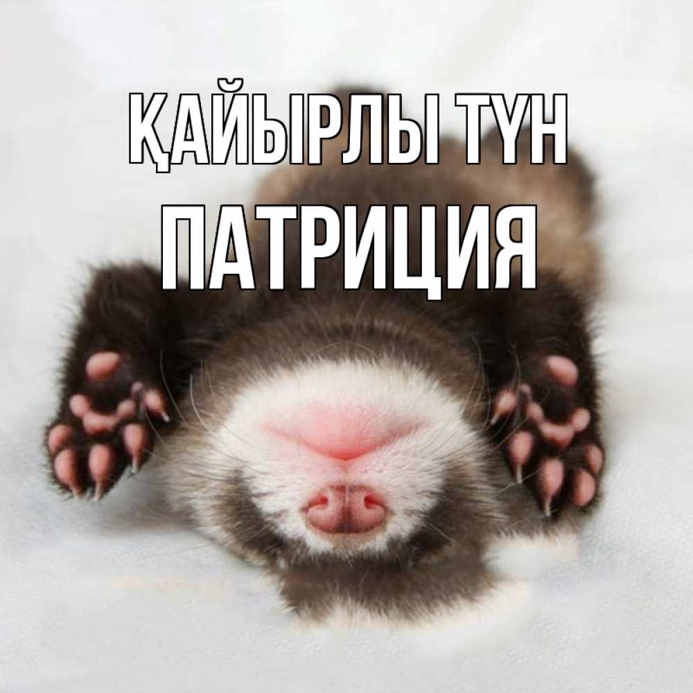 Күн сайын ашық хат с именем, Патриция Қайырлы түн зверек Онлайн тегін жүктеп алу тілектері бар керемет карта 