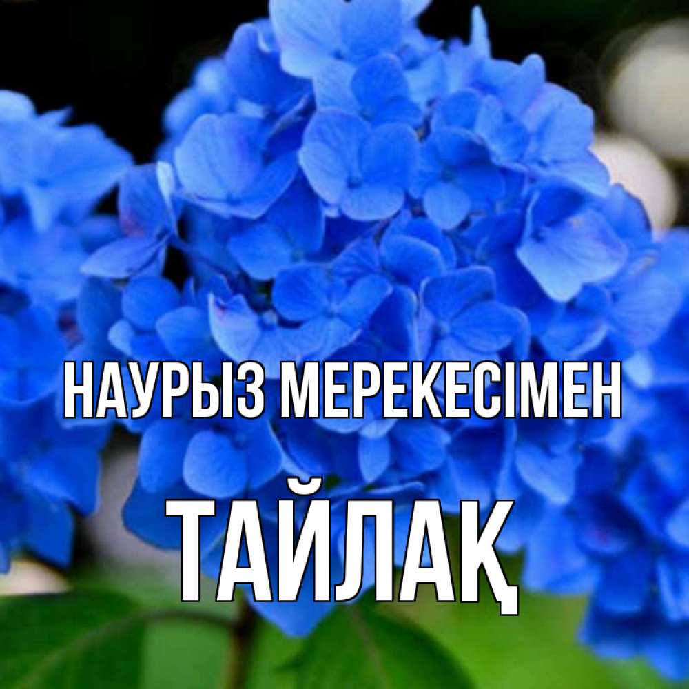 Күн сайын ашық хат с именем, ТАЙЛАҚ Наурыз мерекесімен синие цветы Онлайн тегін жүктеп алу тілектері бар керемет карта 