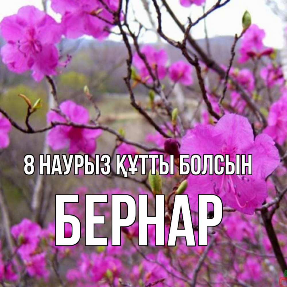 Күн сайын ашық хат с именем, Бернар 8 наурыз құтты болсын международный женский день Онлайн тегін жүктеп алу тілектері бар керемет карта 