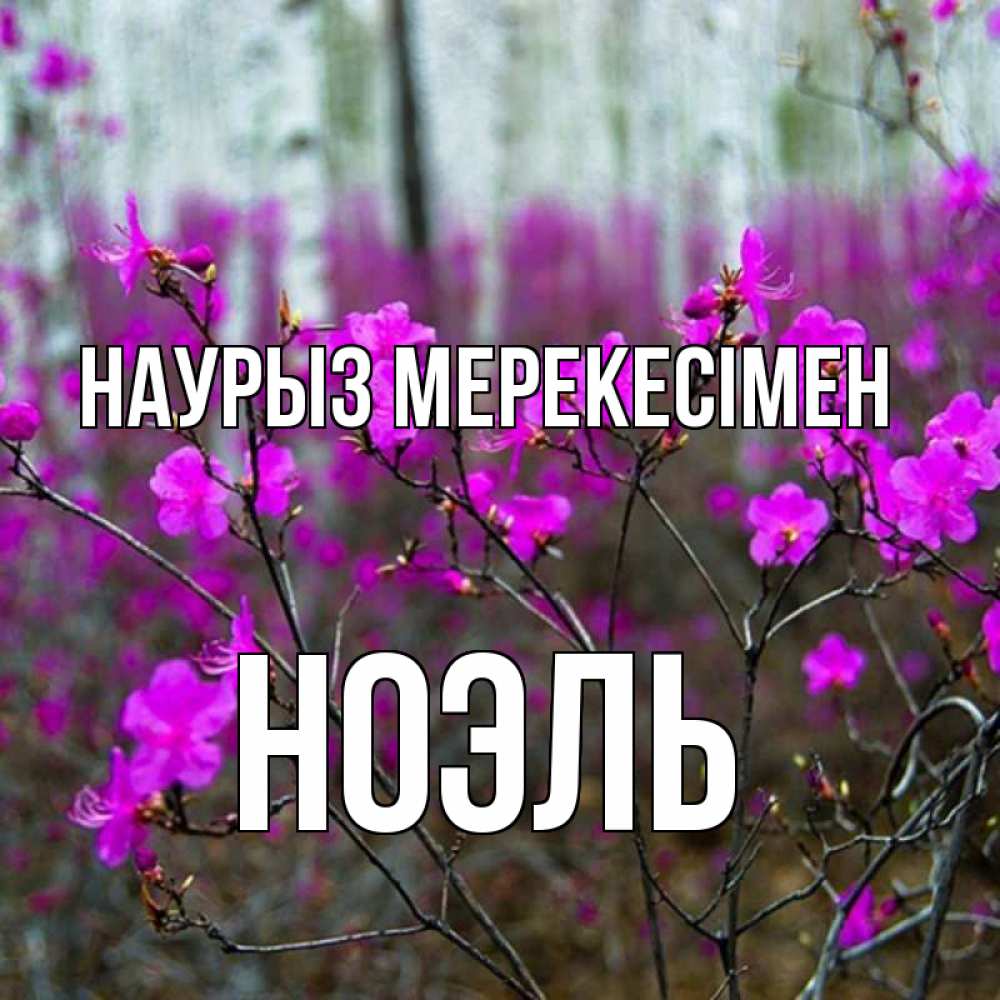 Күн сайын ашық хат с именем, НОЭЛЬ Наурыз мерекесімен дикие цветы Онлайн тегін жүктеп алу тілектері бар керемет карта 