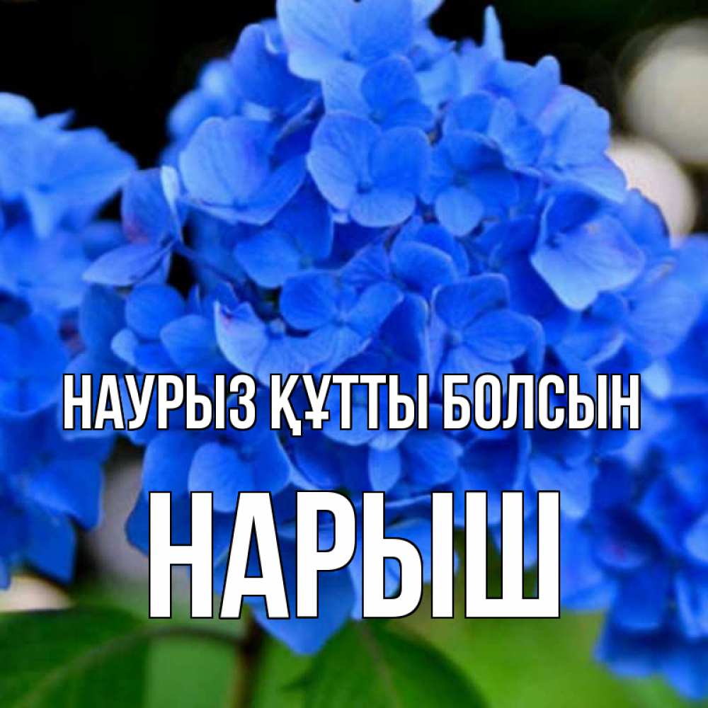 Күн сайын ашық хат с именем, Нарыш Наурыз құтты болсын синие цветы Онлайн тегін жүктеп алу тілектері бар керемет карта 