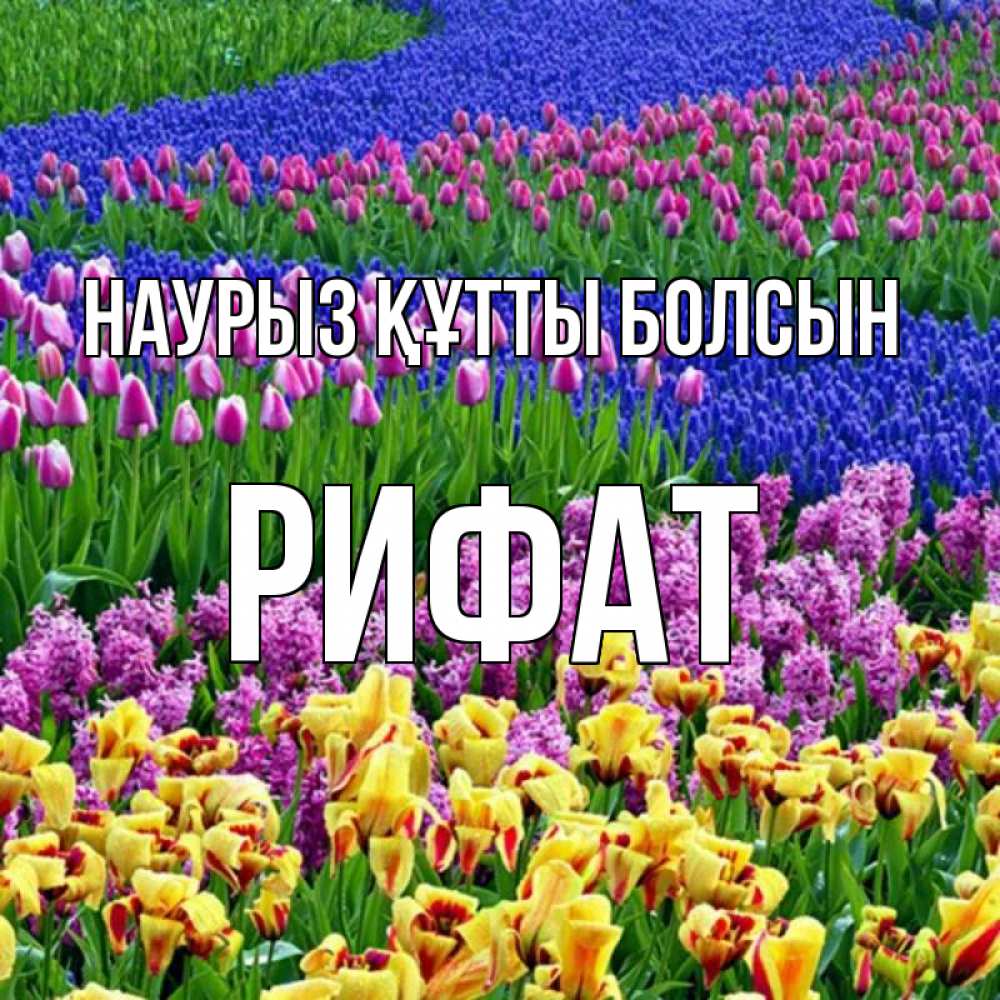 Күн сайын ашық хат с именем, Рифат Наурыз құтты болсын цветы Онлайн тегін жүктеп алу тілектері бар керемет карта 
