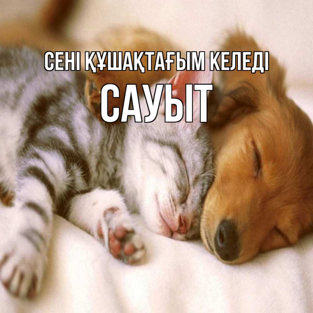 Күн сайын ашық хат с именем, САУЫТ сені құшақтағым келеді пес и котенок Онлайн тегін жүктеп алу тілектері бар керемет карта 
