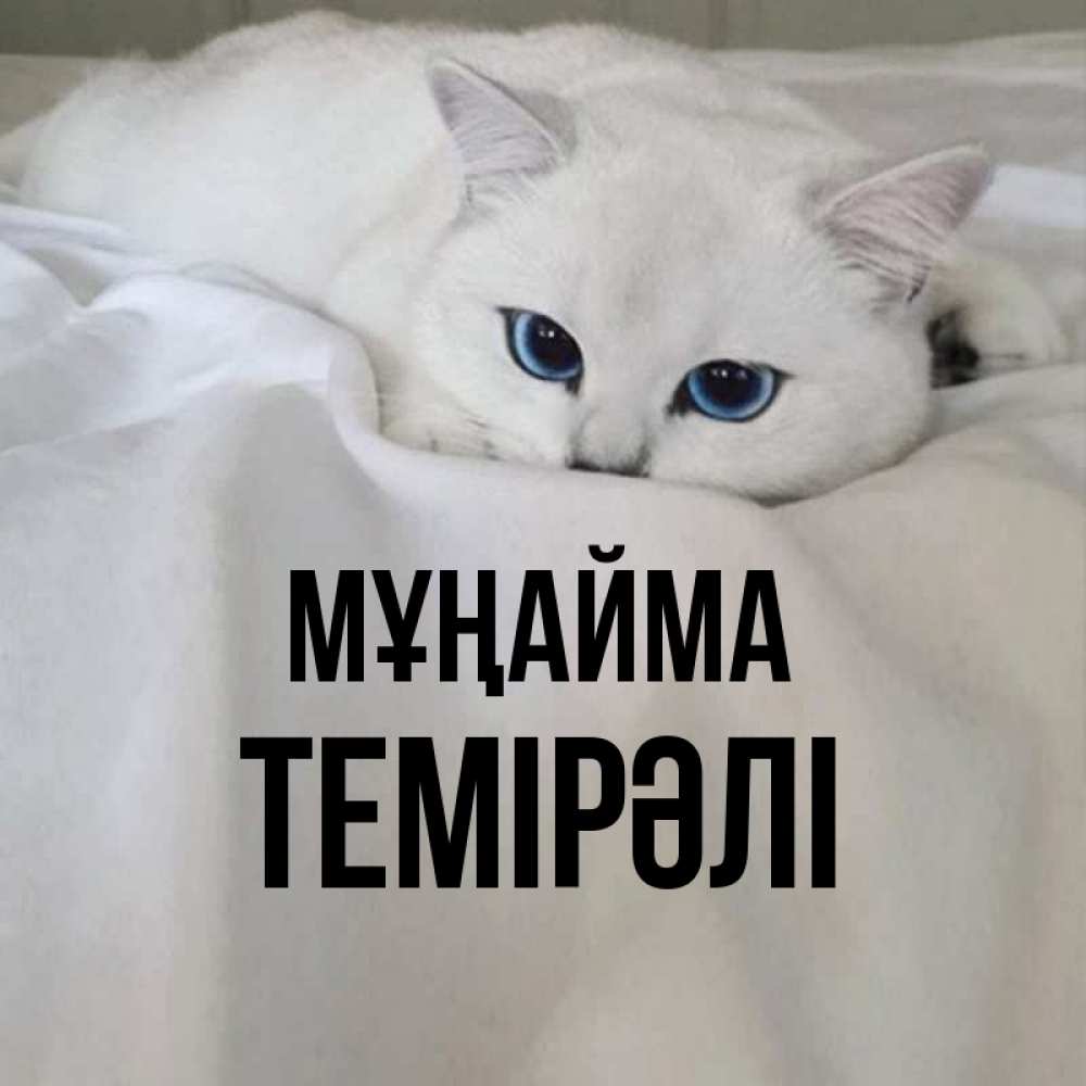 Күн сайын ашық хат с именем, ТЕМІРӘЛІ Мұңайма Голубоглазая кошка Онлайн тегін жүктеп алу тілектері бар керемет карта 