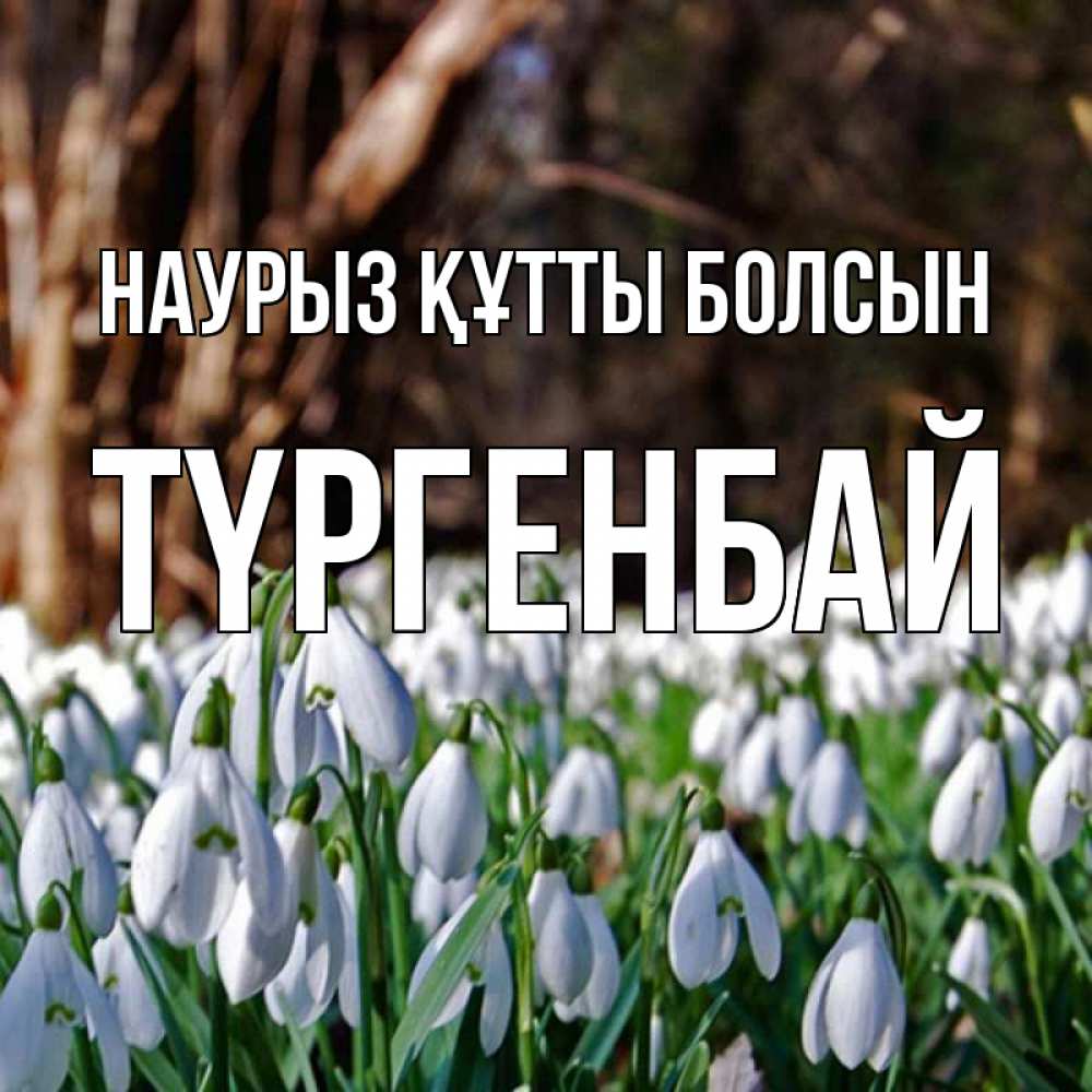 Күн сайын ашық хат с именем, ТҮРГЕНБАЙ Наурыз құтты болсын с подснежниками 1 Онлайн тегін жүктеп алу тілектері бар керемет карта 