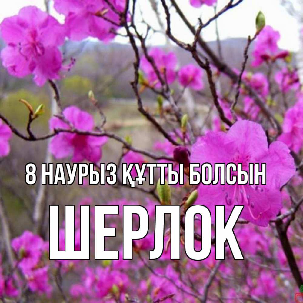 Күн сайын ашық хат с именем, Шерлок 8 наурыз құтты болсын международный женский день Онлайн тегін жүктеп алу тілектері бар керемет карта 