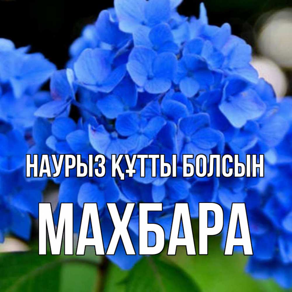 Күн сайын ашық хат с именем, МАХБАРА Наурыз құтты болсын синие цветы Онлайн тегін жүктеп алу тілектері бар керемет карта 