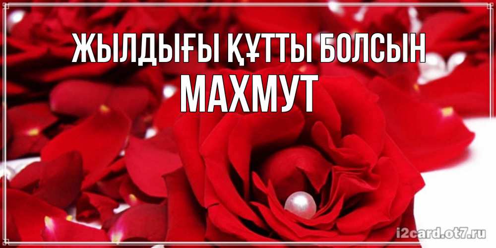 Күн сайын ашық хат с именем, МАХМУТ Жылдығы құтты болсын роза с жемчужиной на открытке для любимых Онлайн тегін жүктеп алу тілектері бар керемет карта 