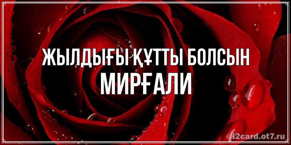 Күн сайын ашық хат с именем, МИРҒАЛИ Жылдығы құтты болсын крупная бордовая роза Онлайн тегін жүктеп алу тілектері бар керемет карта 