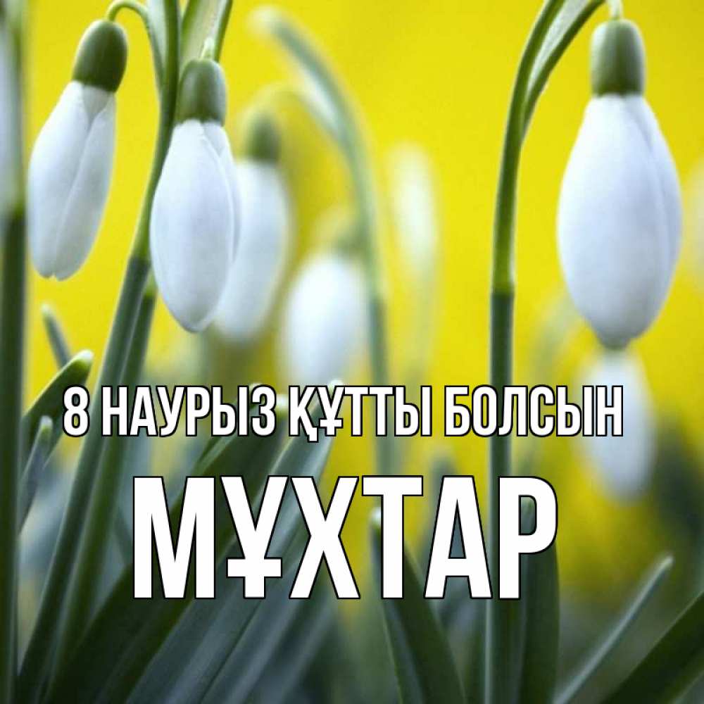Күн сайын ашық хат с именем, МҰХТАР 8 наурыз құтты болсын весенние цветы Онлайн тегін жүктеп алу тілектері бар керемет карта 