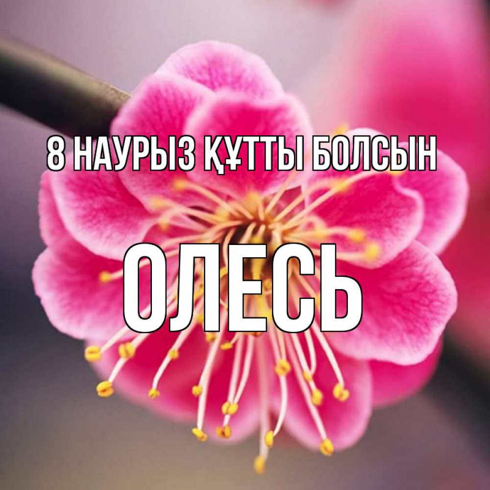 Күн сайын ашық хат с именем, Олесь 8 наурыз құтты болсын цветы Онлайн тегін жүктеп алу тілектері бар керемет карта 