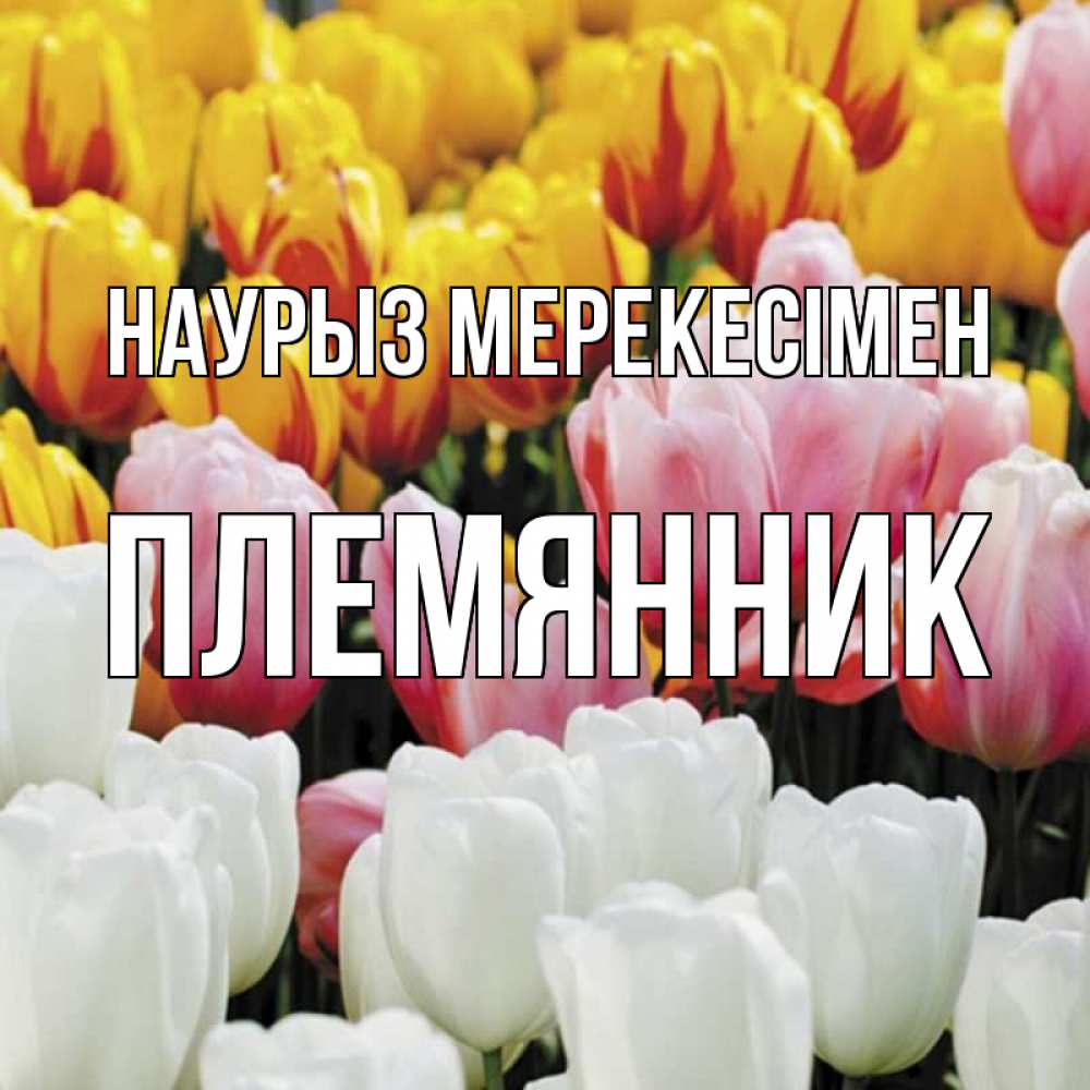 Күн сайын ашық хат с именем, Племянник Наурыз мерекесімен разноцветные цветы Онлайн тегін жүктеп алу тілектері бар керемет карта 