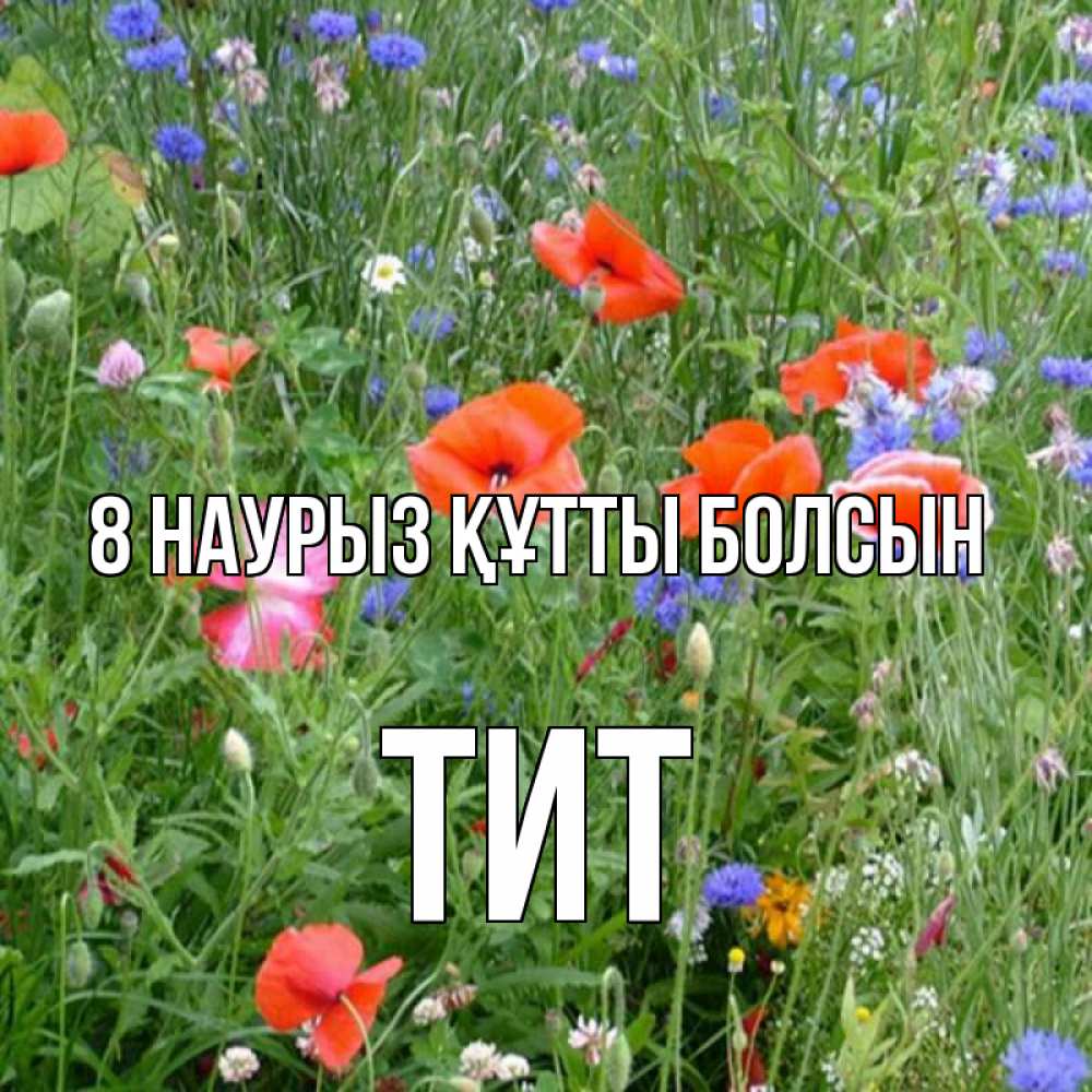 Күн сайын ашық хат с именем, Тит 8 наурыз құтты болсын международный женский день 4 Онлайн тегін жүктеп алу тілектері бар керемет карта 