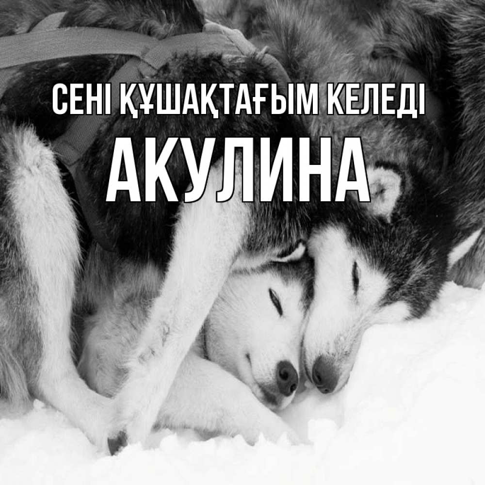 Күн сайын ашық хат с именем, Акулина сені құшақтағым келеді собачки в упряжке Онлайн тегін жүктеп алу тілектері бар керемет карта 