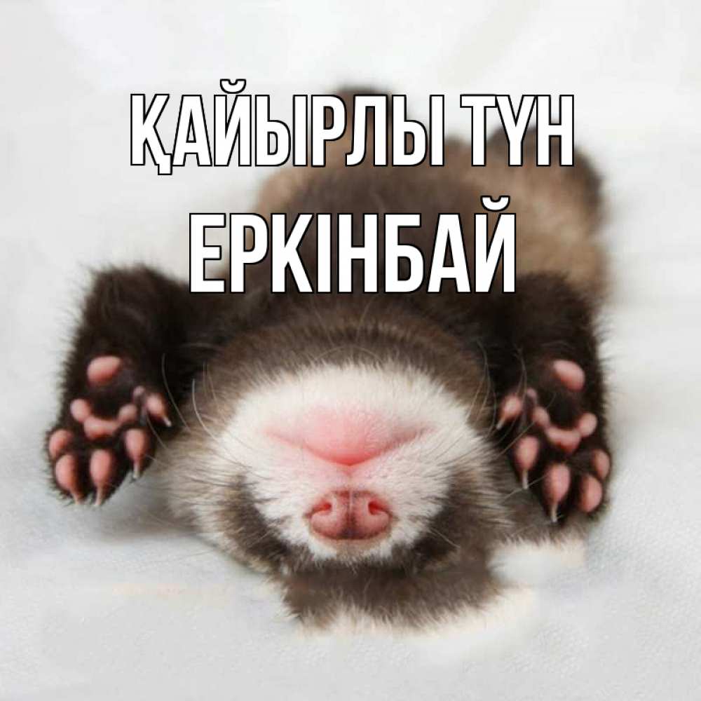 Күн сайын ашық хат с именем, Еркінбай Қайырлы түн зверек Онлайн тегін жүктеп алу тілектері бар керемет карта 