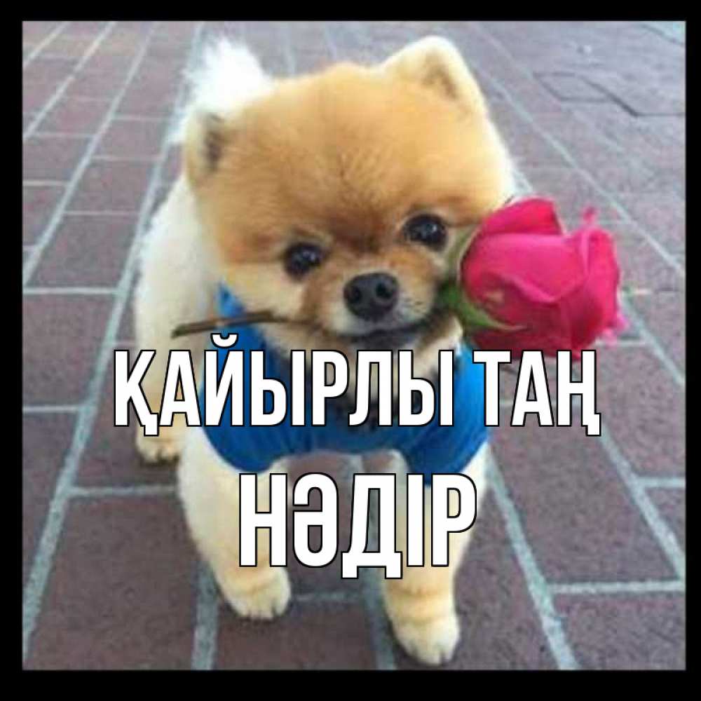 Күн сайын ашық хат с именем, НӘДІР Қайырлы таң роза в зубах Онлайн тегін жүктеп алу тілектері бар керемет карта 