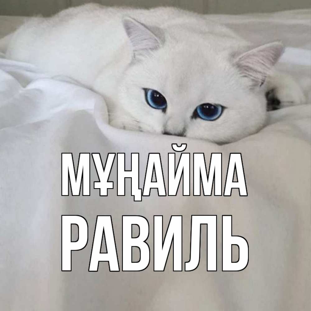 Күн сайын ашық хат с именем, Равиль Мұңайма белый кот с голубыми глазами на белоснежной кровати Онлайн тегін жүктеп алу тілектері бар керемет карта 