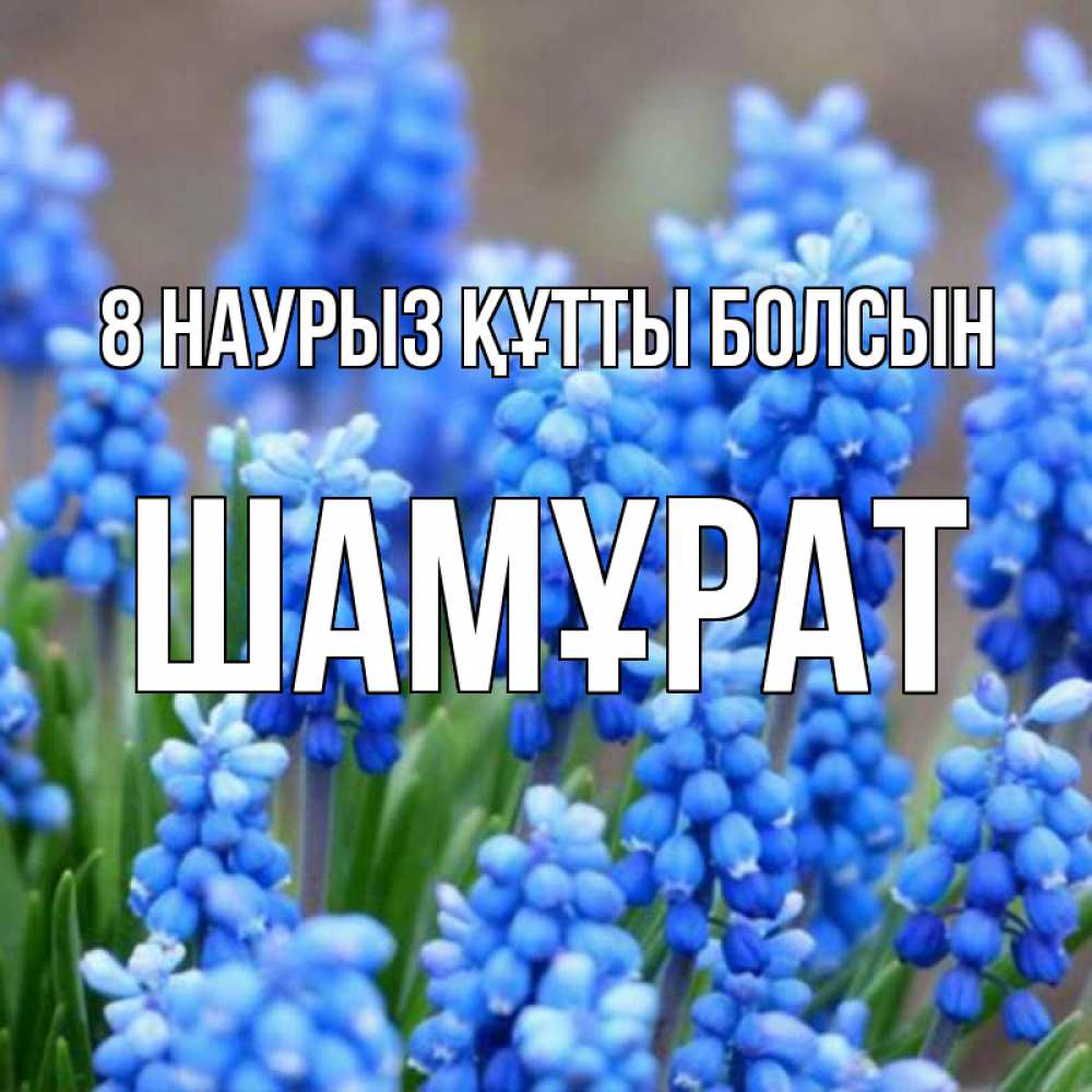 Күн сайын ашық хат с именем, ШАМҰРАТ 8 наурыз құтты болсын Поздравительная открытка для женщин с цветами на праздничную дату Онлайн тегін жүктеп алу тілектері бар керемет карта 