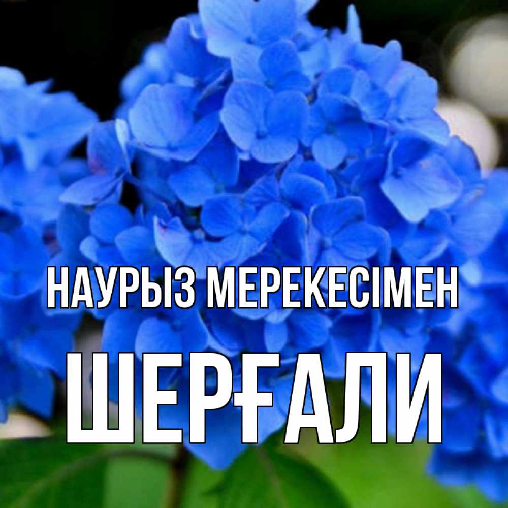 Күн сайын ашық хат с именем, ШЕРҒАЛИ Наурыз мерекесімен синие цветы Онлайн тегін жүктеп алу тілектері бар керемет карта 