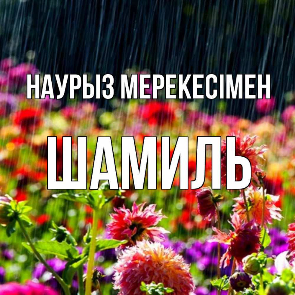 Күн сайын ашық хат с именем, Шамиль Наурыз мерекесімен цветы под дождиком к международному женскому дню Онлайн тегін жүктеп алу тілектері бар керемет карта 