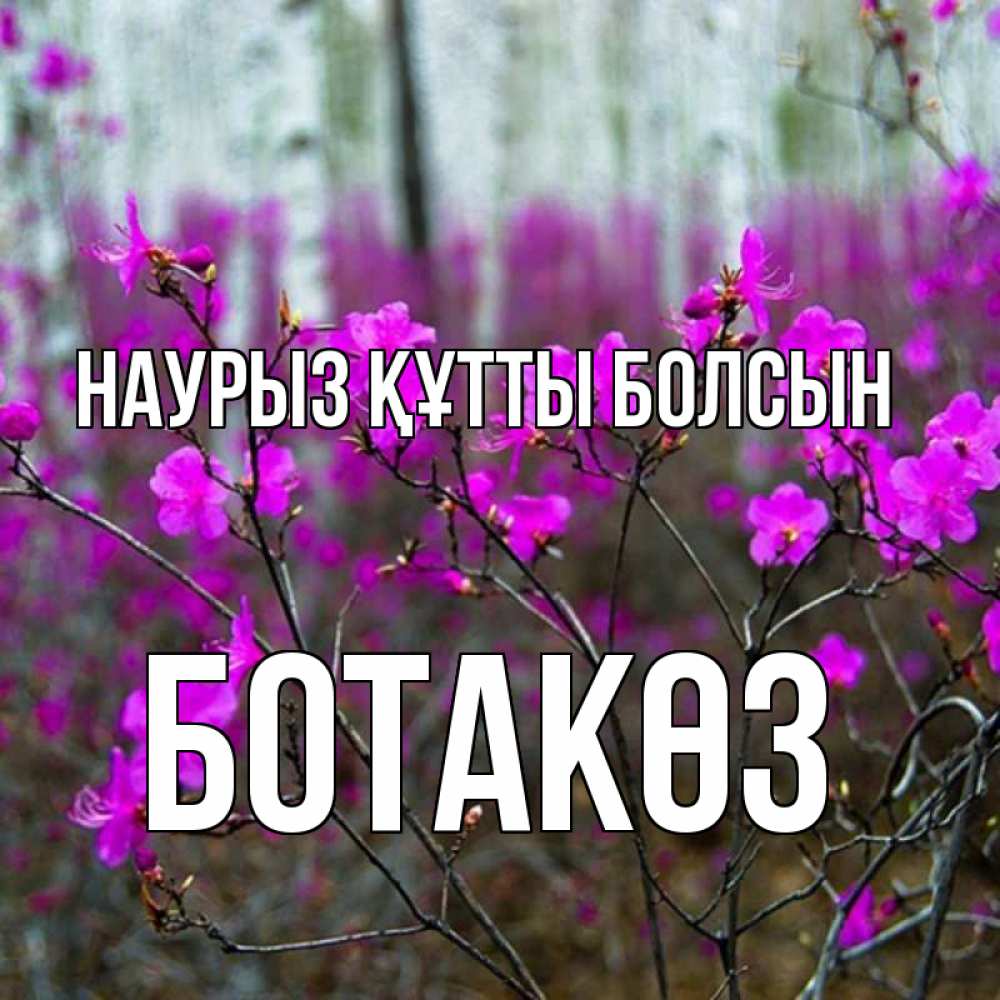 Күн сайын ашық хат с именем, БОТАКӨЗ Наурыз құтты болсын дикие цветы Онлайн тегін жүктеп алу тілектері бар керемет карта 