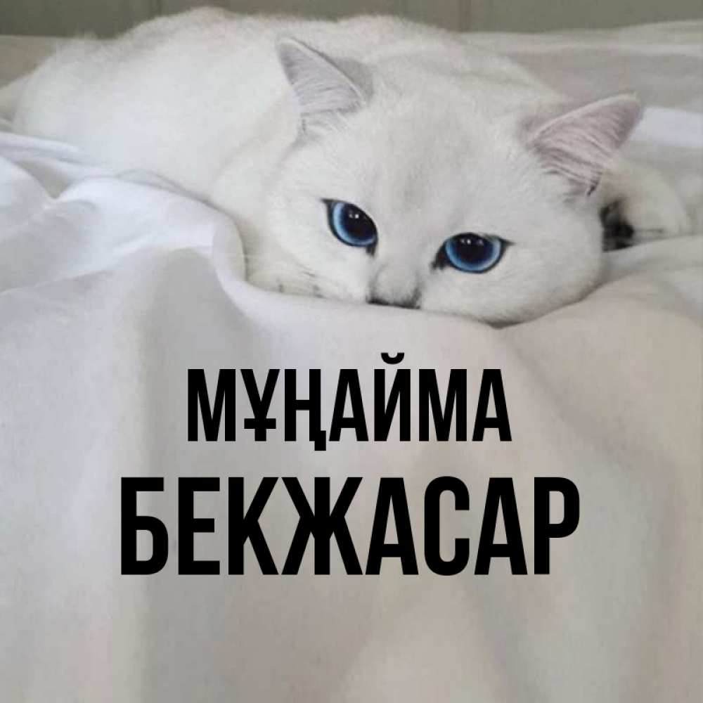 Күн сайын ашық хат с именем, Бекжасар Мұңайма Голубоглазая кошка Онлайн тегін жүктеп алу тілектері бар керемет карта 