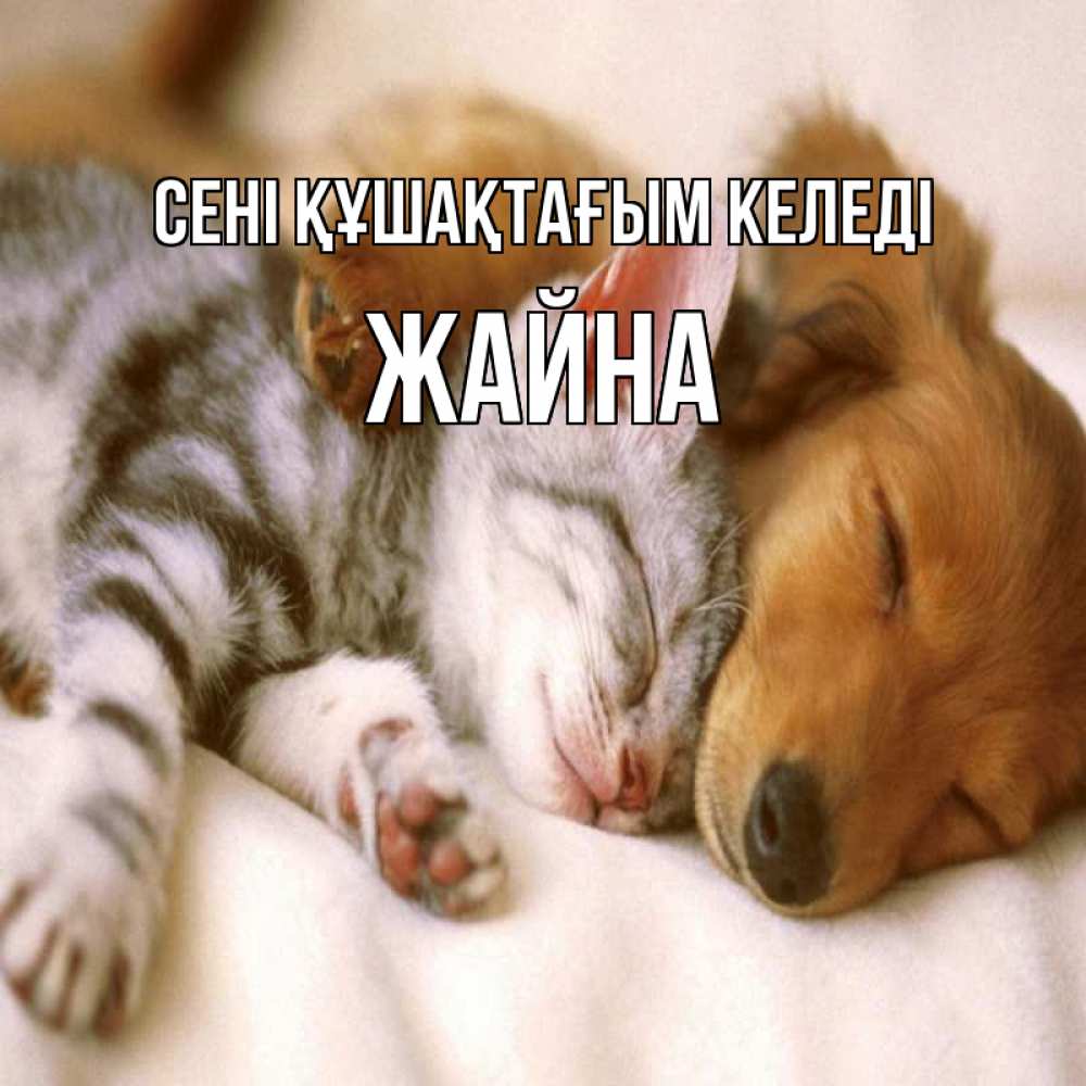 Күн сайын ашық хат с именем, ЖАЙНА сені құшақтағым келеді пес и котенок Онлайн тегін жүктеп алу тілектері бар керемет карта 