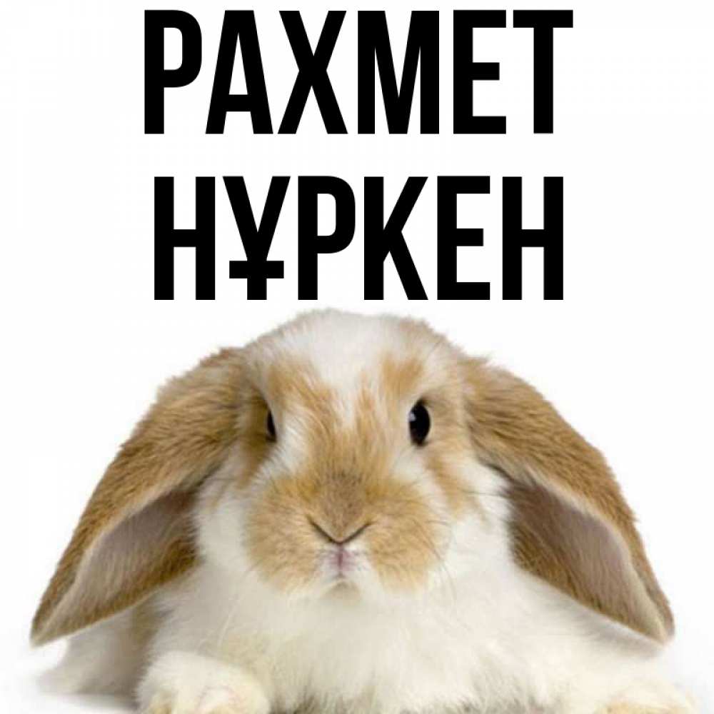 Күн сайын ашық хат с именем, Нұркен рахмет коричнево белый заяц Онлайн тегін жүктеп алу тілектері бар керемет карта 