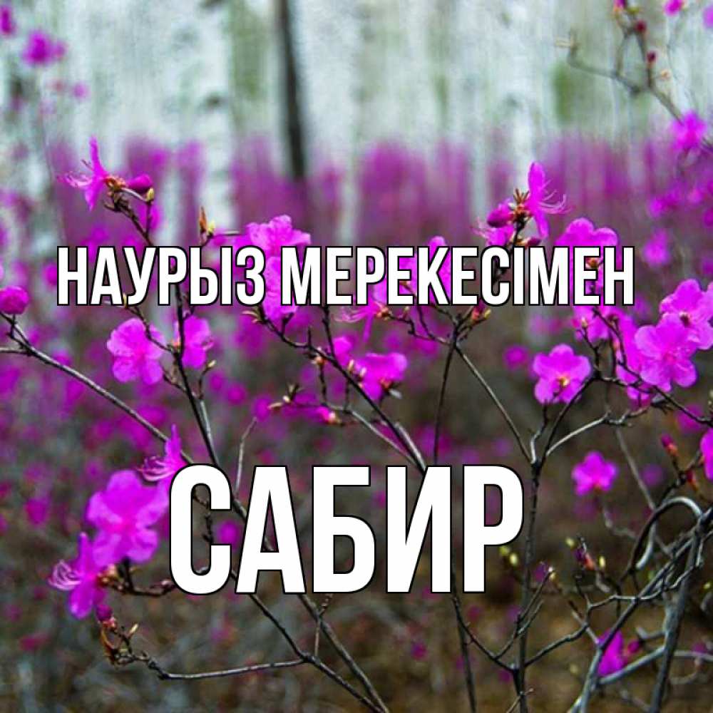 Күн сайын ашық хат с именем, Сабир Наурыз мерекесімен дикие цветы Онлайн тегін жүктеп алу тілектері бар керемет карта 