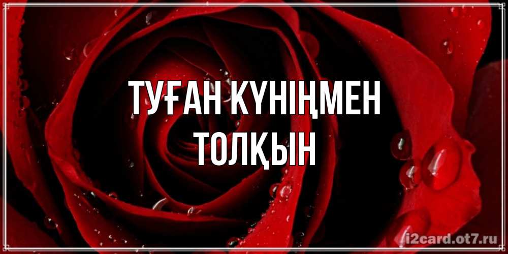 Күн сайын ашық хат с именем, ТОЛҚЫН Туған күніңмен крупная бордовая роза Онлайн тегін жүктеп алу тілектері бар керемет карта 