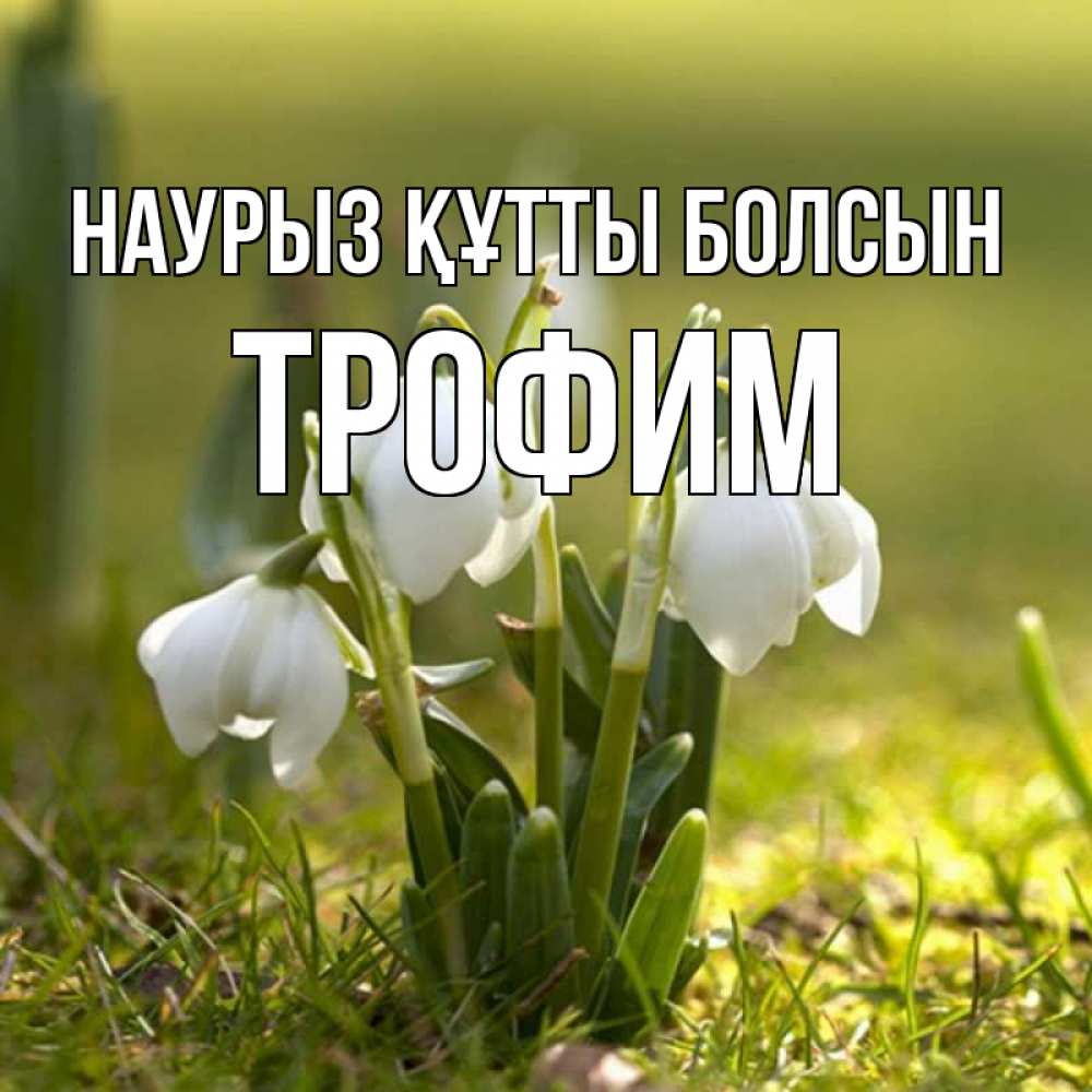 Күн сайын ашық хат с именем, Трофим Наурыз құтты болсын ранние цветы 2 Онлайн тегін жүктеп алу тілектері бар керемет карта 