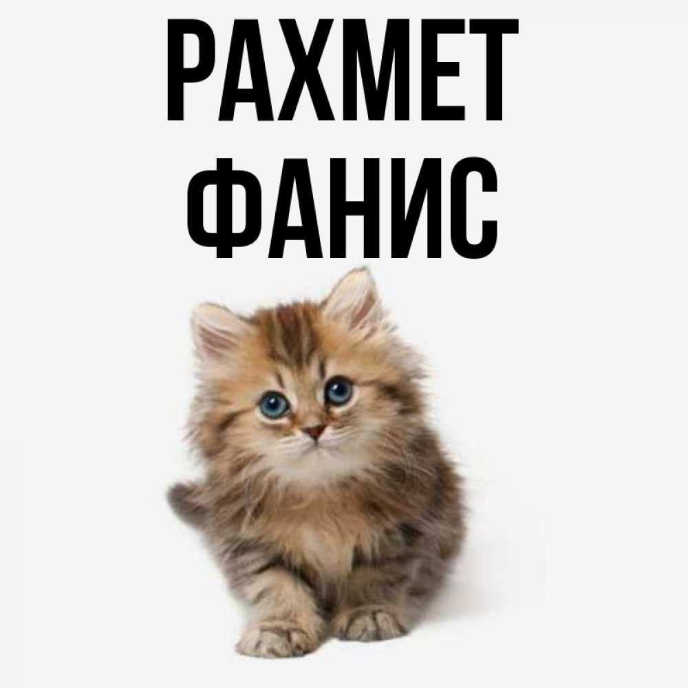 Күн сайын ашық хат с именем, Фанис рахмет пушистый котик Онлайн тегін жүктеп алу тілектері бар керемет карта 