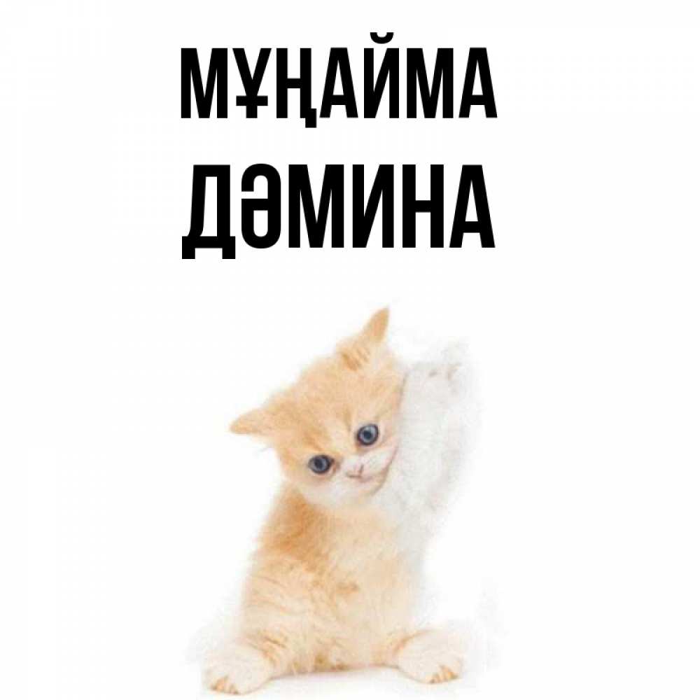 Күн сайын ашық хат с именем, ДӘМИНА Мұңайма просящий кот Онлайн тегін жүктеп алу тілектері бар керемет карта 