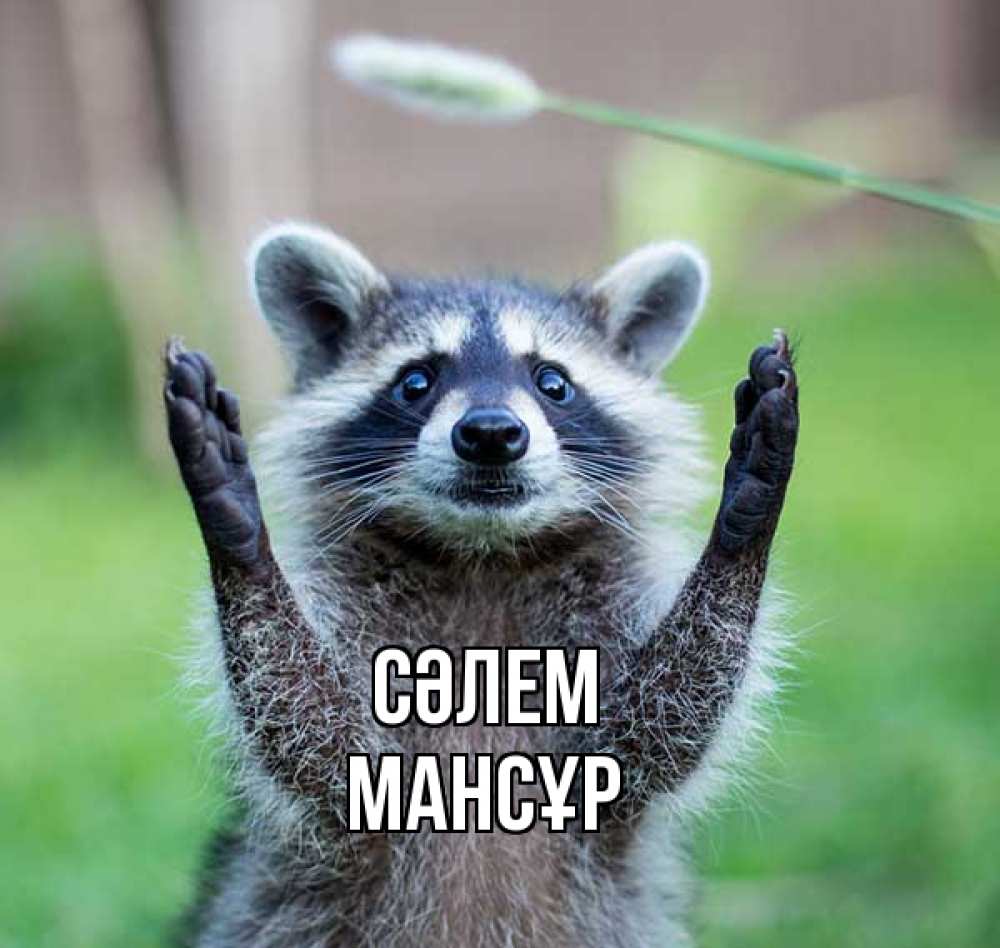 Күн сайын ашық хат с именем, МАНСҰР Сәлем животные Онлайн тегін жүктеп алу тілектері бар керемет карта 