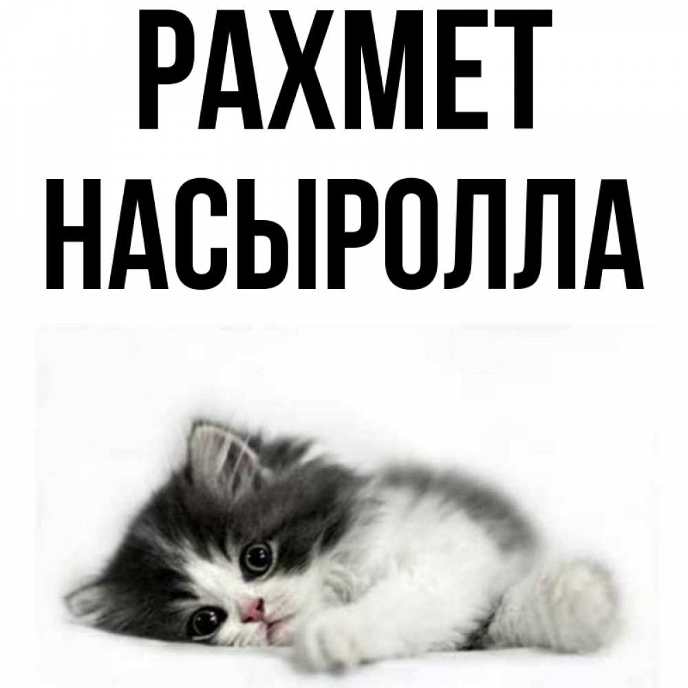 Күн сайын ашық хат с именем, Насыролла рахмет черный и белый кот Онлайн тегін жүктеп алу тілектері бар керемет карта 