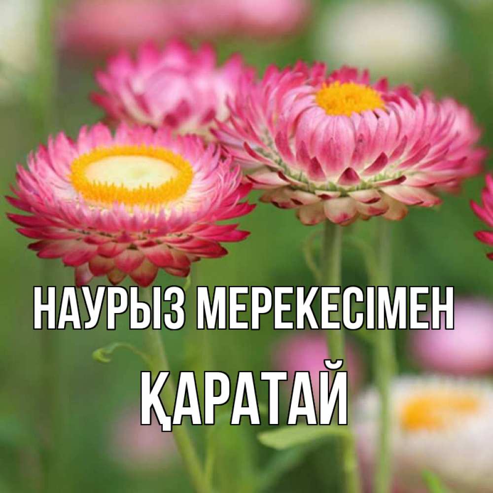 Күн сайын ашық хат с именем, Қаратай Наурыз мерекесімен подарок на международный женский день Онлайн тегін жүктеп алу тілектері бар керемет карта 