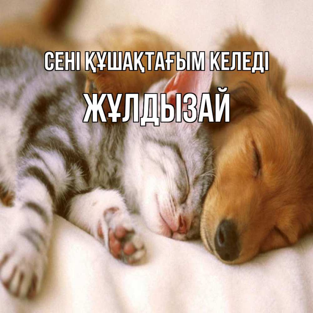 Күн сайын ашық хат с именем, ЖҰЛДЫЗАЙ сені құшақтағым келеді пес и котенок Онлайн тегін жүктеп алу тілектері бар керемет карта 