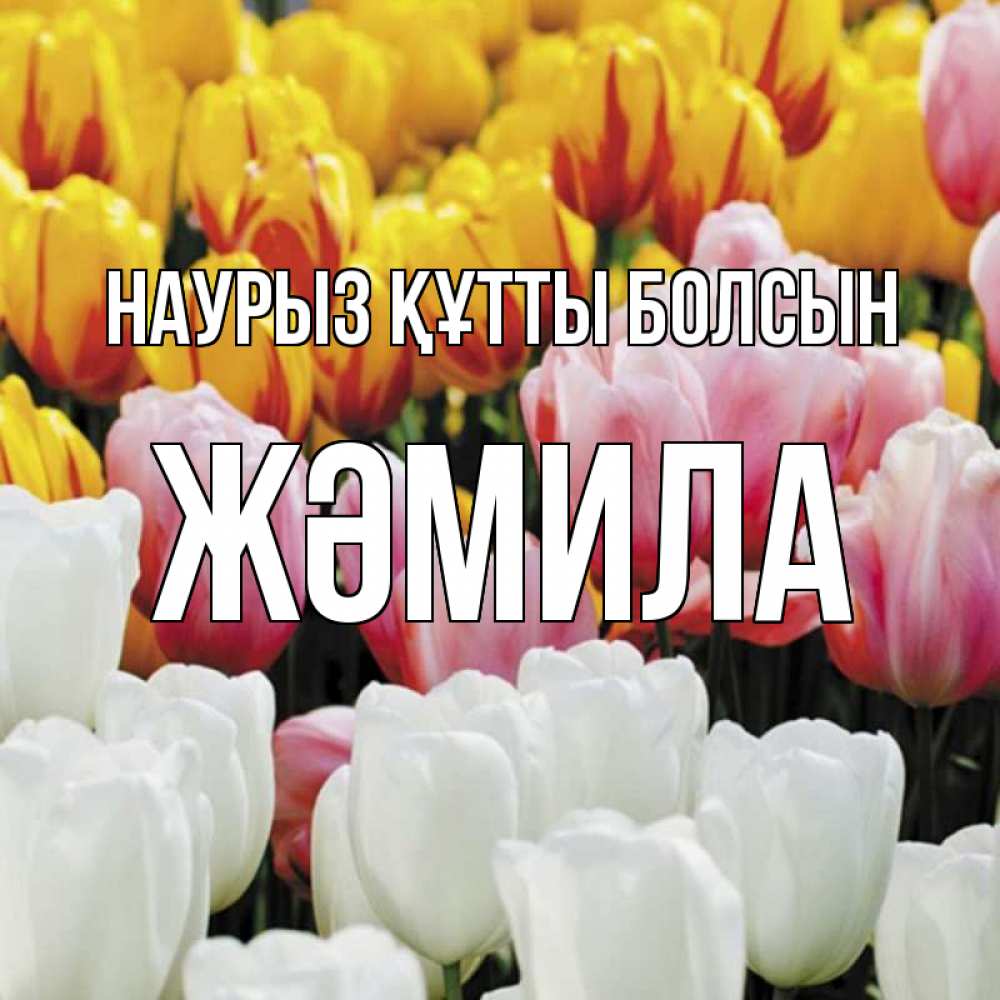 Күн сайын ашық хат с именем, ЖӘМИЛА Наурыз құтты болсын разноцветные цветы Онлайн тегін жүктеп алу тілектері бар керемет карта 