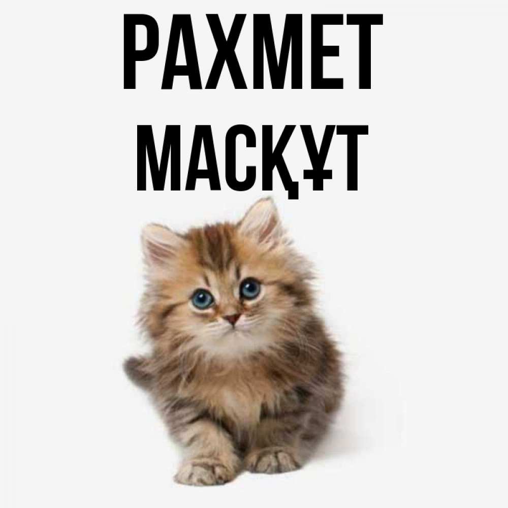 Күн сайын ашық хат с именем, МАСҚҰТ рахмет пушистый котик Онлайн тегін жүктеп алу тілектері бар керемет карта 