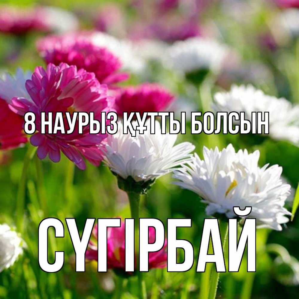 Күн сайын ашық хат с именем, СҮГІРБАЙ 8 наурыз құтты болсын международный женский день 1 Онлайн тегін жүктеп алу тілектері бар керемет карта 