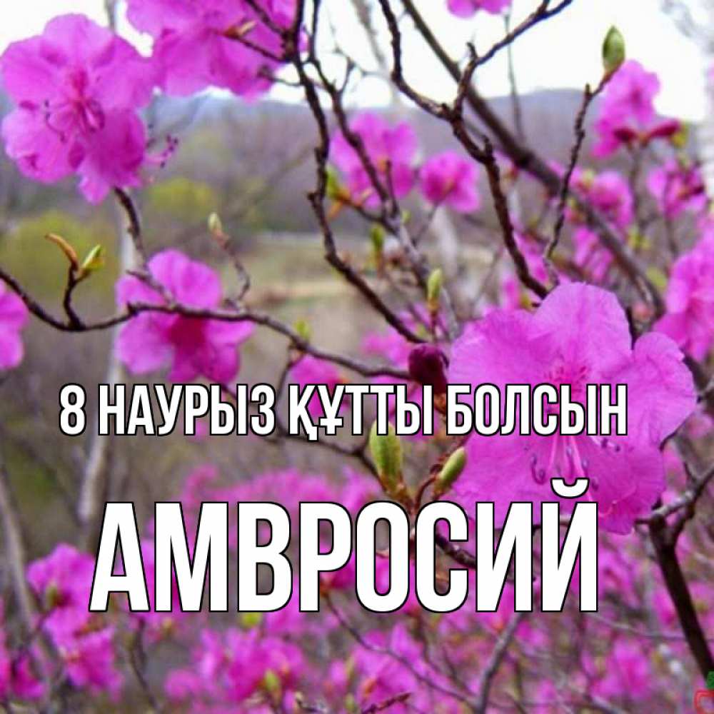Күн сайын ашық хат с именем, Амвросий 8 наурыз құтты болсын международный женский день Онлайн тегін жүктеп алу тілектері бар керемет карта 